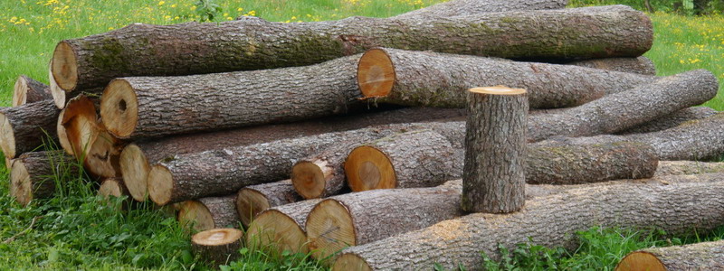 Holz Holz